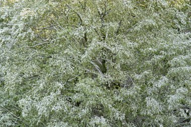 (Karla kaplı) Yeşil dallar, 