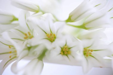 Beyaz zambak çiçeğine yaklaş.