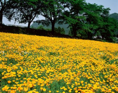 Bahçedeki sarı çiçekler