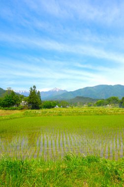 Kırsaldaki pirinç tarlası.