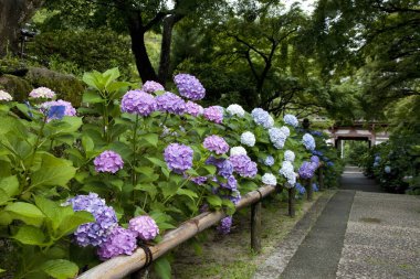 Mavi ve mor çiçekli Japon bahçesi