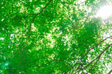 yeşil yapraklar arka plan, doğa ve çevre kavramı        