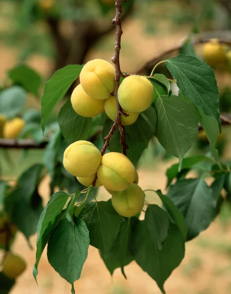 Close View Apricots Tree Branches Garden — Stock Photo, Image