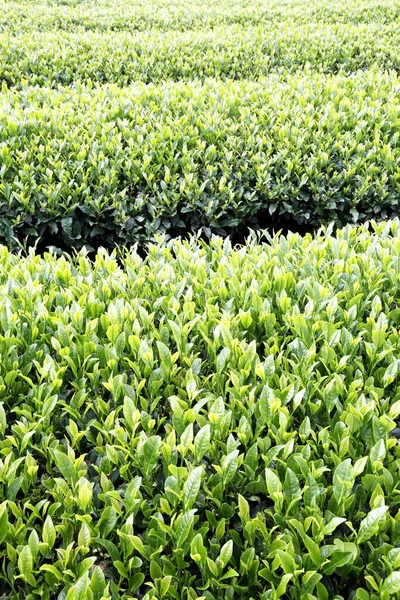 Плантация Зеленых Чайных Растений — стоковое фото