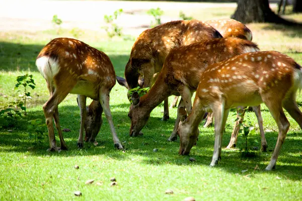 日本奈良国家公园鹿群 — 图库照片