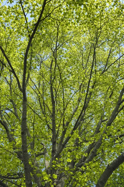 Green Branches Summer Trees Royalty Free Stock Images