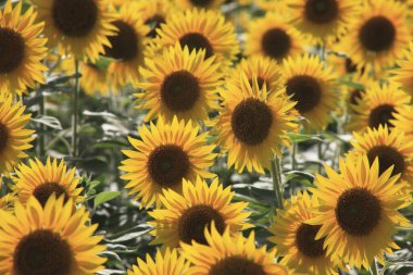 Yazın açan güzel ayçiçeği tarlası