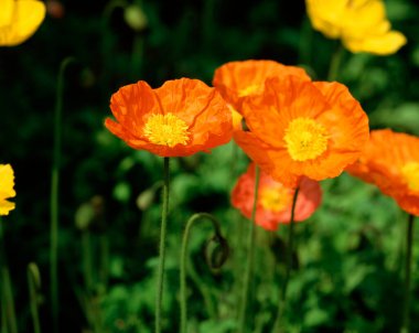 Güzel çiçekler, yakın görüş, doğa konsepti.