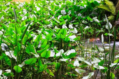 güzel tropikal bitkiler, doğal arka plan