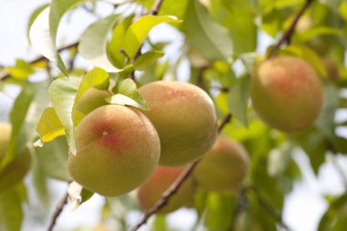 Meyve bahçesindeki ağaçtaki taze organik şeftali meyvelerinin yakın plan görüntüsü.           