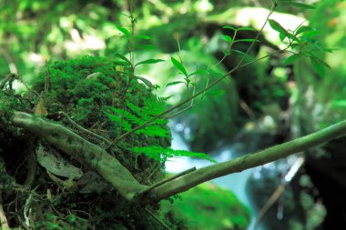 Yaz ormanlarında yeşil bitkiler, gündüz manzarası 