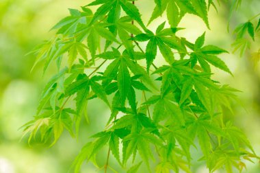 Doğanın arka planında yeşil ağaç yaprakları