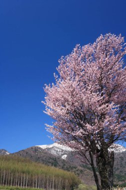 Japonya 'da kiraz çiçeği sakura 