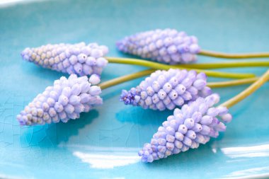 Kapalı kapılar ardında güzel bahar çiçekleri, mavi arka planda sümbül çiçekleri