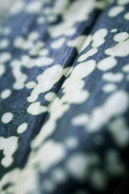 Yeşil ve beyaz yaprak dokusu, kapat 