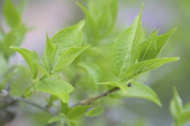 Yeşil yaprakları kapat