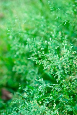 arka plan bahar yeşil çimen 