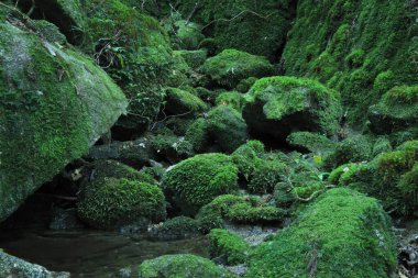 Yaz ormanlarında yeşil bitkiler, gündüz manzarası 