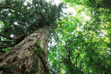 Ormandaki güzel ağaç manzarası