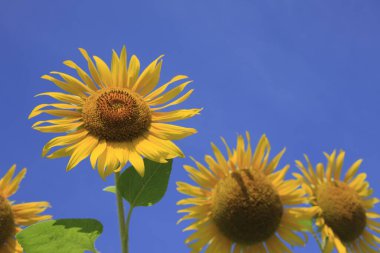 güzel ayçiçeği yakın çekim