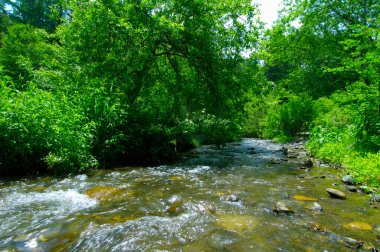 Yeşil ormandaki akarsu