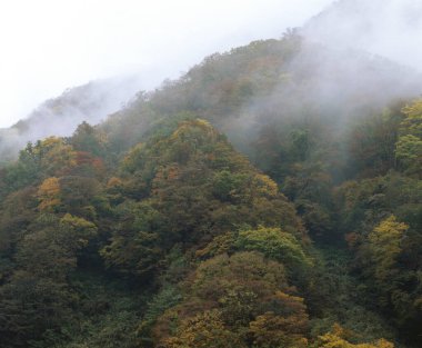 Ormandaki ağaçlar ile sonbahar manzara