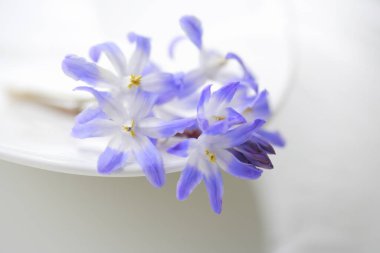 beyaz arkaplanda bahar çiçekleri