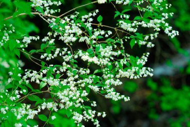 Bahar ormanındaki bir ağaçta güzel bahar çiçekleri