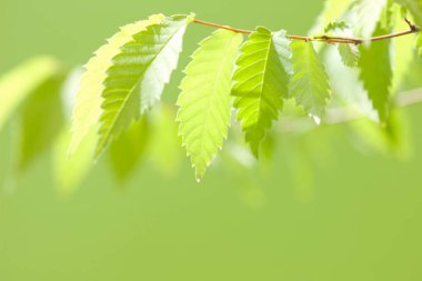 beautiful green leaves on blurred background 