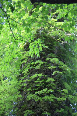 Ormandaki güzel ağaç manzarası