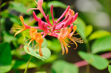 Bahçedeki güzel çiçekler