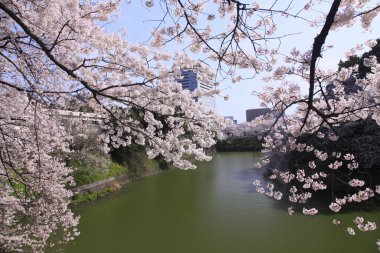 İlkbaharda kiraz çiçekleri, sakura ağaçları                