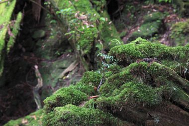 Ormandaki güzel ağaç manzarası