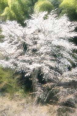 Bahçede güzel bahar çiçekleri