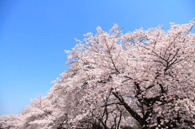 Güzel kiraz çiçeklerinin yakın görüntüsü. Çiçek arka planı