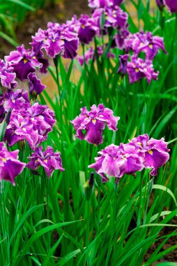 Bahçede çiçek açan mor zambak.