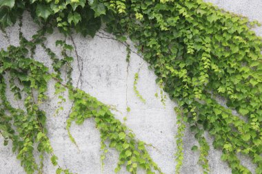 beton duvar arka planında yeşil sarmaşık yaprakları