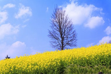 Sarı alan ve mavi gökyüzü güzel manzara 