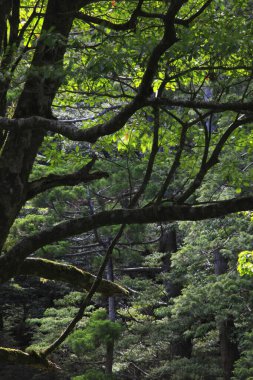 Ormandaki güzel ağaç manzarası