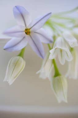 cam aranjman beyaz zemin üzerine beyaz çiçekler