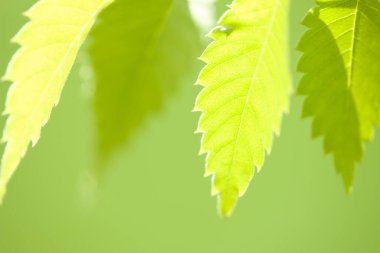 beautiful green leaves on blurred background 