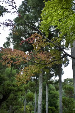 Parkta sonbahar yaprakları 