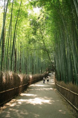 Japonya 'daki Bambu Ormanı