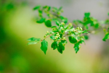 Parkta yeşil çiçekli ağaç dalı 