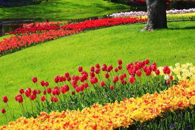 Lale çiçekleriyle güzel bir bahar bahçesi 