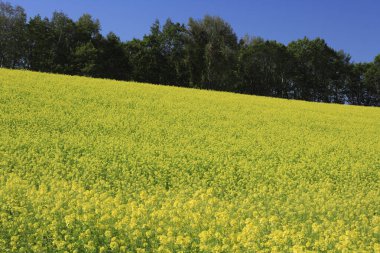 Yaz başında kolza tohumu tarlası