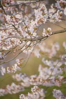 İlkbaharda güzel kiraz çiçekleri, bahar parkında çiçek açan güzel ağaçlar.           