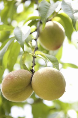 Meyve bahçesindeki ağaçtaki taze organik şeftali meyvelerinin yakın plan görüntüsü.           