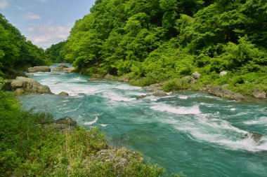 Ormandaki nehrin güzel manzarası