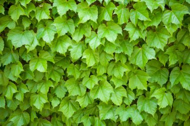 yeşil sarmaşık yapraklarının arkaplanı 